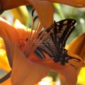 Yellow Swallowtail Butterfly on Lily Flower 167