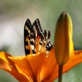 Yellow Swallowtail Butterfly on Lily Flower 200