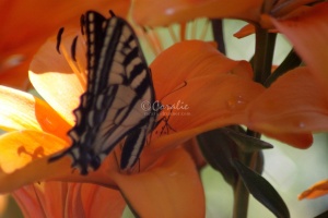 Yellow Swallowtail Butterfly on Orange Lily Flower 142