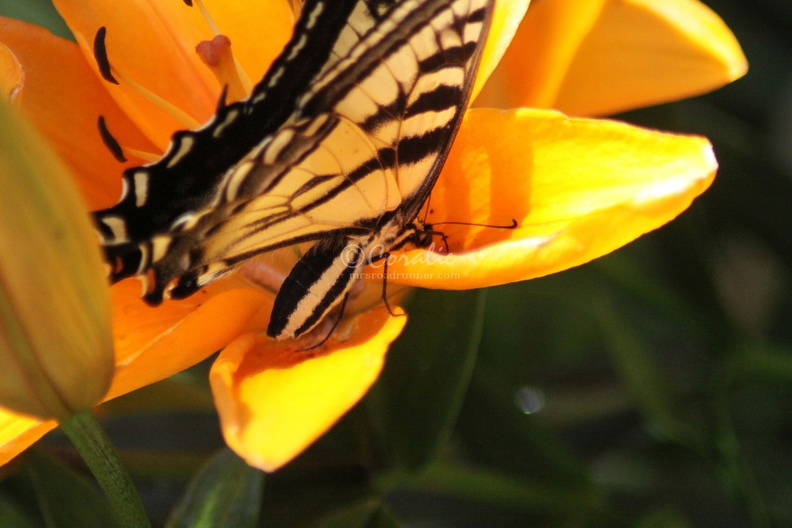Yellow_Swallowtail_Butterfly_on_Orange_Lily_Flower_158.jpg
