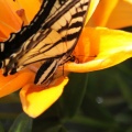 Yellow Swallowtail Butterfly on Orange Lily Flower 158