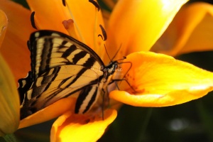 Yellow Swallowtail Butterfly on Orange Lily Flower 171