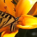 Yellow Swallowtail Butterfly on Orange Lily Flower 172