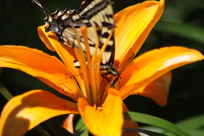Yellow_Swallowtail_Butterfly_on_Orange_Lily_Flower_177.jpg