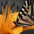 Yellow Swallowtail Butterfly on a Orange Lily Flower 020