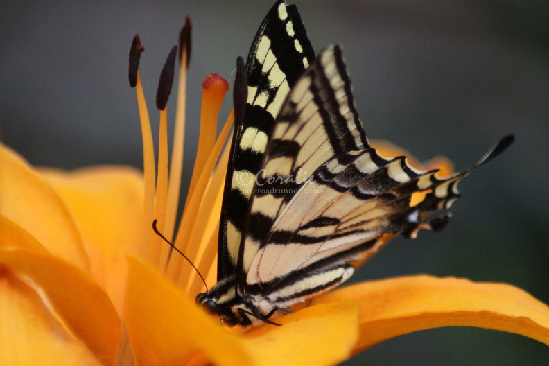 Yellow_Swallowtail_Butterfly_on_a_Orange_Lily_Flower_026.jpg