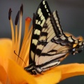 Yellow Swallowtail Butterfly on a Orange Lily Flower 026