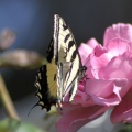 Yellow Swallowtail Butterfly on a Pink Rose Flower 203