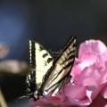 Yellow Swallowtail Butterfly on a Pink Rose Flower 204