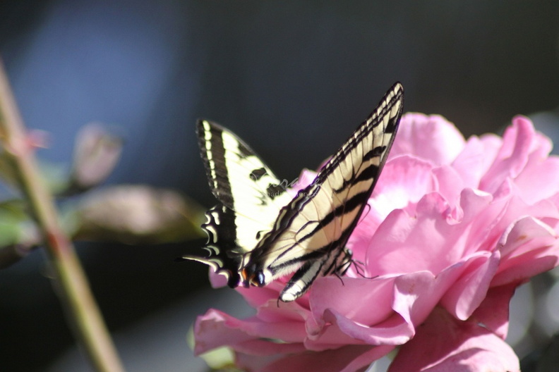Yellow_Swallowtail_Butterfly_on_a_Pink_Rose_Flower_205.jpg