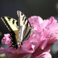 Yellow Swallowtail Butterfly on a Pink Rose Flower 211