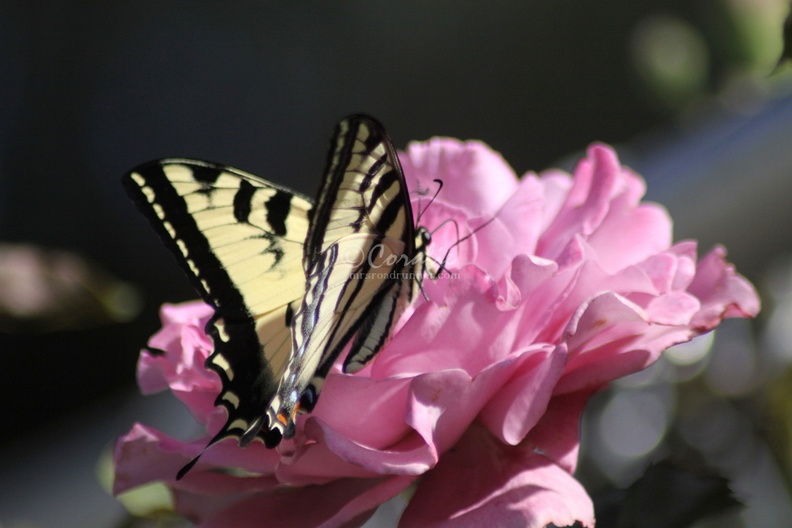Yellow_Swallowtail_Butterfly_on_a_Pink_Rose_Flower_212.jpg