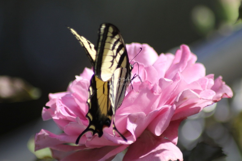 Yellow_Swallowtail_Butterfly_on_a_Pink_Rose_Flower_213.jpg