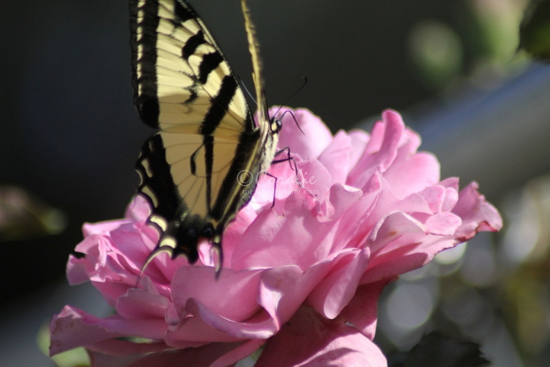 Yellow_Swallowtail_Butterfly_on_a_Pink_Rose_Flower_214.jpg