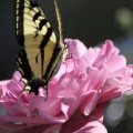 Yellow Swallowtail Butterfly on a Pink Rose Flower 214