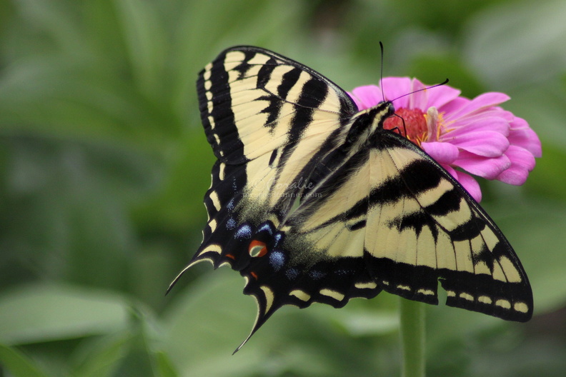 Yellow_Swallowtail_Butterfly_on_a_Pink_Zinnia_Flower_325_Sample_File.jpg