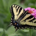 Yellow Swallowtail Butterfly on a Pink Zinnia Flower 325 Sample File