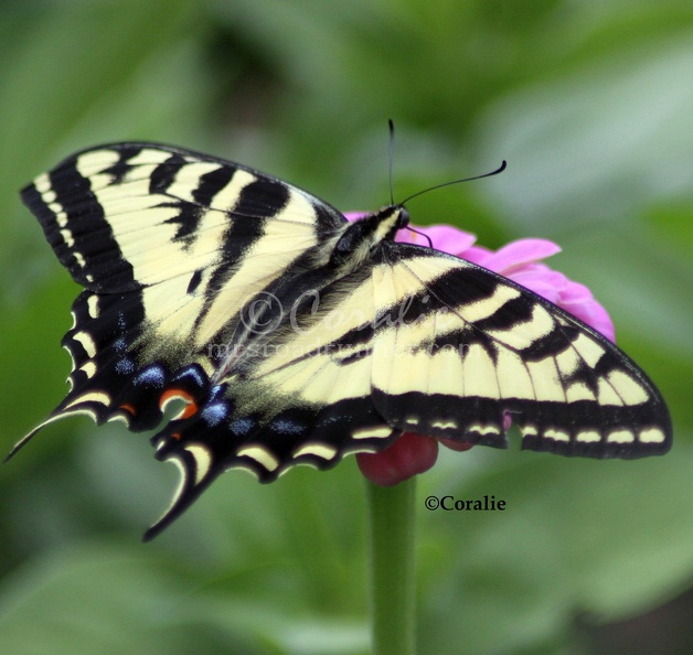 Yellow_Swallowtail_Butterfly_on_a_Pink_Zinnia_Flower_359_Sample_File.jpg