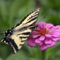 Yellow Swallowtail Butterfly on a Pink Zinnia Flower 410 Sample File