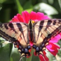 Yellow Swallowtail Butterfly on a Zinnia Flower 1034 Sample File
