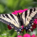 Yellow Swallowtail Butterfly on a Zinnia Flower 109 Sample File