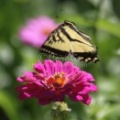 Yellow Swallowtail Butterfly on a Zinnia Flower 1159 Sample File