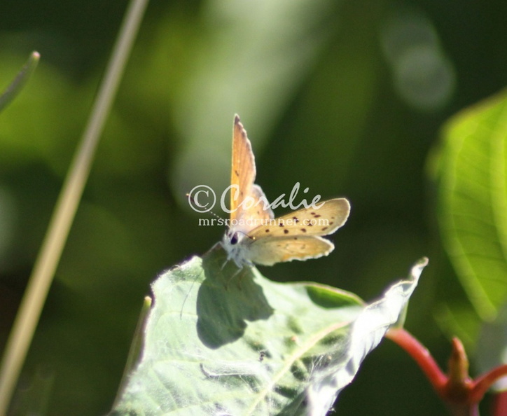 butterfly_1524.jpg