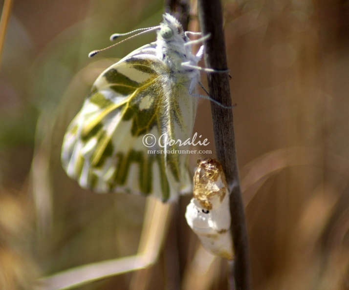 green-veined_white_Pieris_napi_butterfly_cocoon_786.jpg