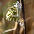 green-veined white Pieris napi butterfly cocoon 786 786