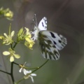 green-veined_white_pieris_napi_butterfly_449.jpg