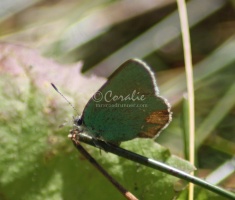green hairstreak butterfly 267