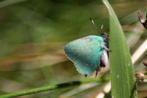 green hairstreak butterfly 282