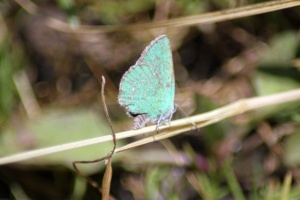 green hairstreak butterfly 300