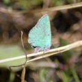 green hairstreak butterfly 300