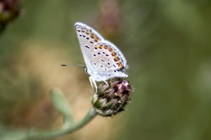 karner blue butterfly 1851