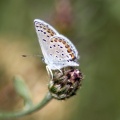 karner blue butterfly 1851