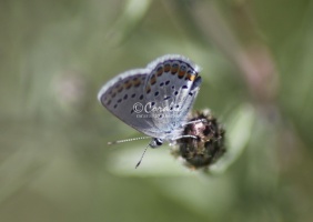karner blue butterfly 1884