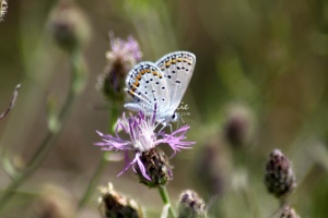 karner blue butterfly 2747