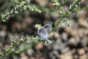 karner blue butterfly 2914
