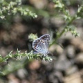 karner blue butterfly 2914