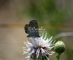 karner blue butterfly 3035