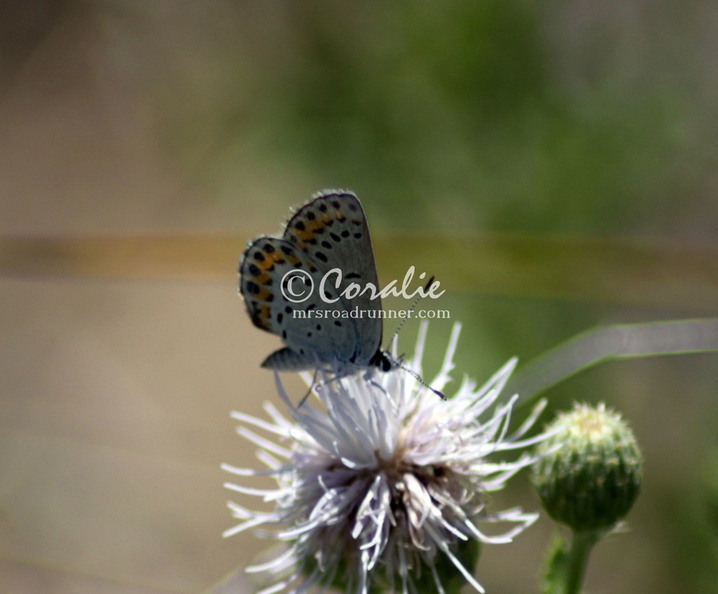 karner_blue_butterfly_3035.jpg