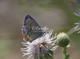 karner blue butterfly 3078