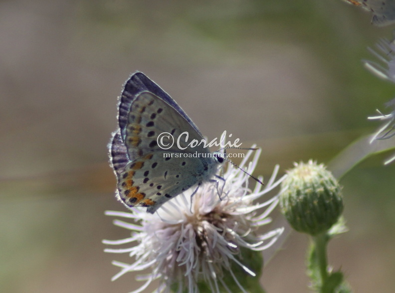 karner_blue_butterfly_3078.jpg