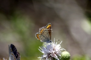 karner blue butterfly 3092