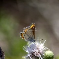 karner blue butterfly 3092