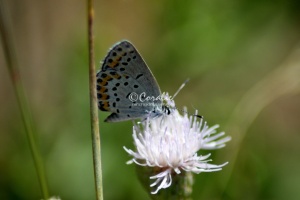 karner blue butterfly 3128
