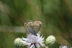 karner blue butterfly 3145