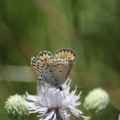 karner blue butterfly 3145