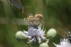 karner blue butterfly 3156